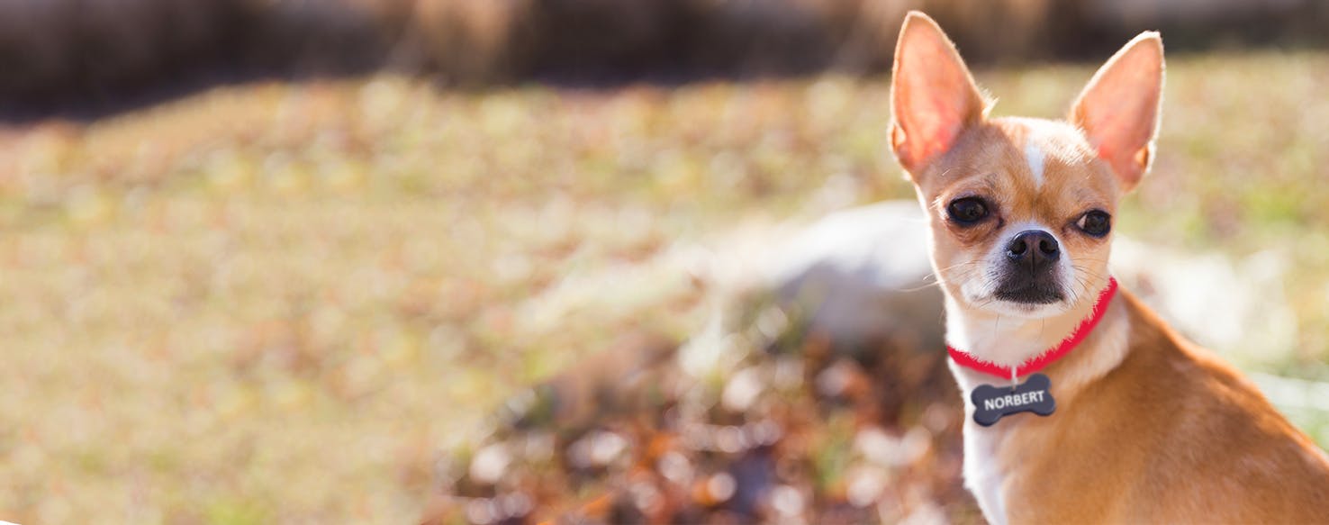 Dog Names Meaning Delightful Popular Male And Female Names Wag 